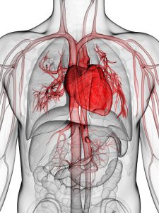 3d rendered illustration of the human heart